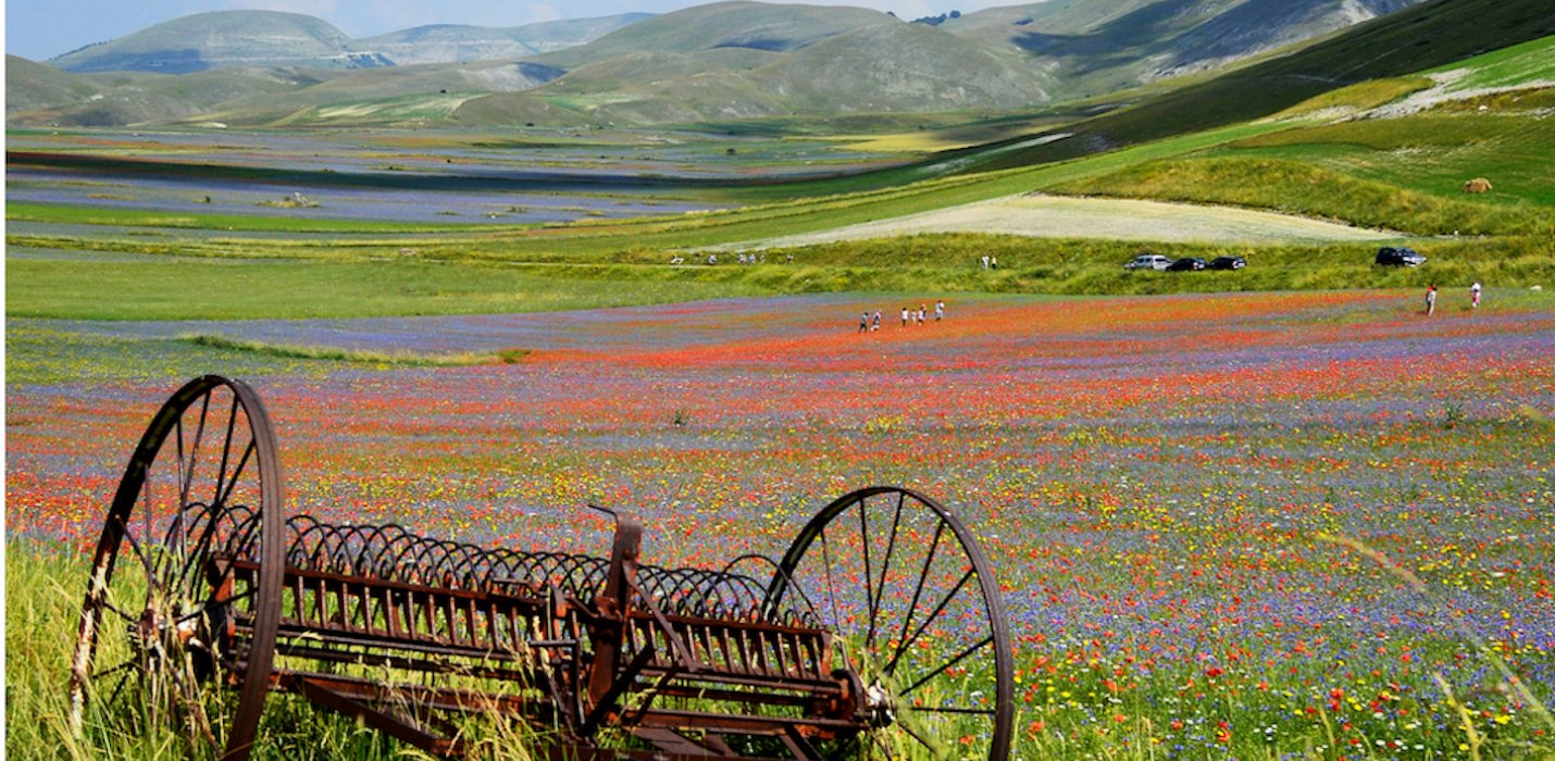 FIORITURE DI CASTELLUCCIO E CORINALDO FIORITURE DI CASTELLUCCIO E CORINALDO