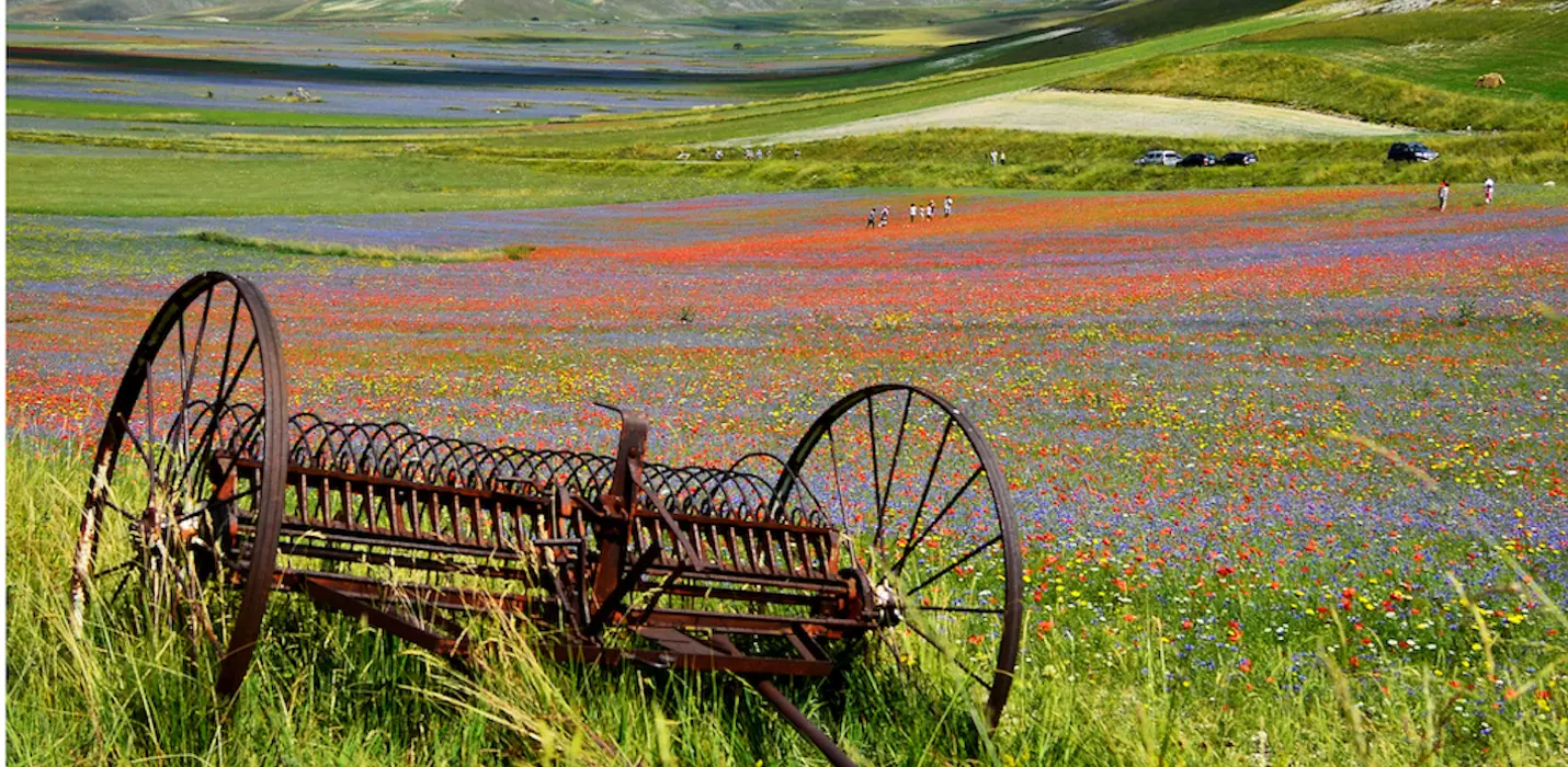 FIORITURA DI CASTELLUCCIO  E CASCIA