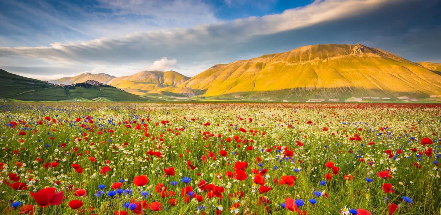 FIORITURA DI CASTELLUCCIO DI NORCIA