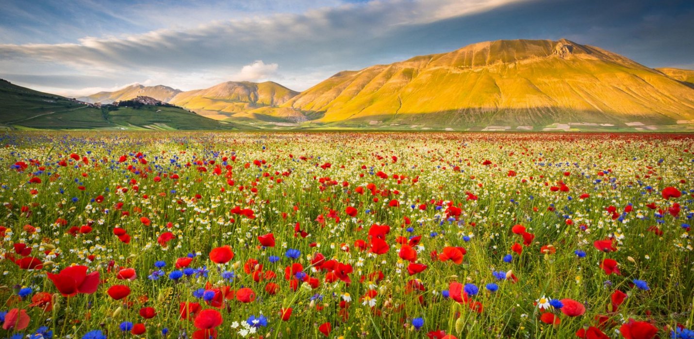 LA FIORITURA DI CASTELLUCCIO E NORCIA