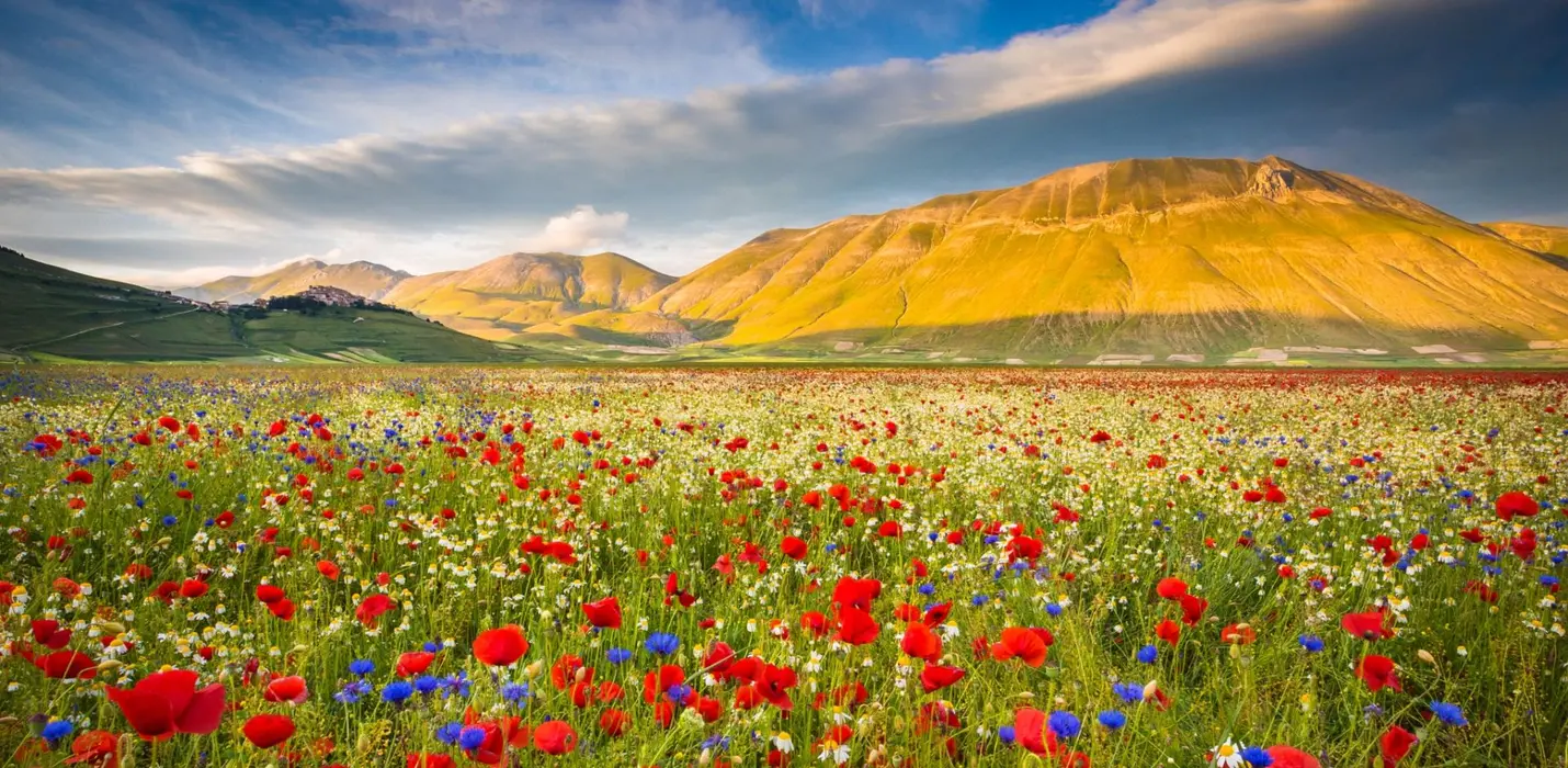 FIORITURE DI CASTELLUCCIO E CORINALDO