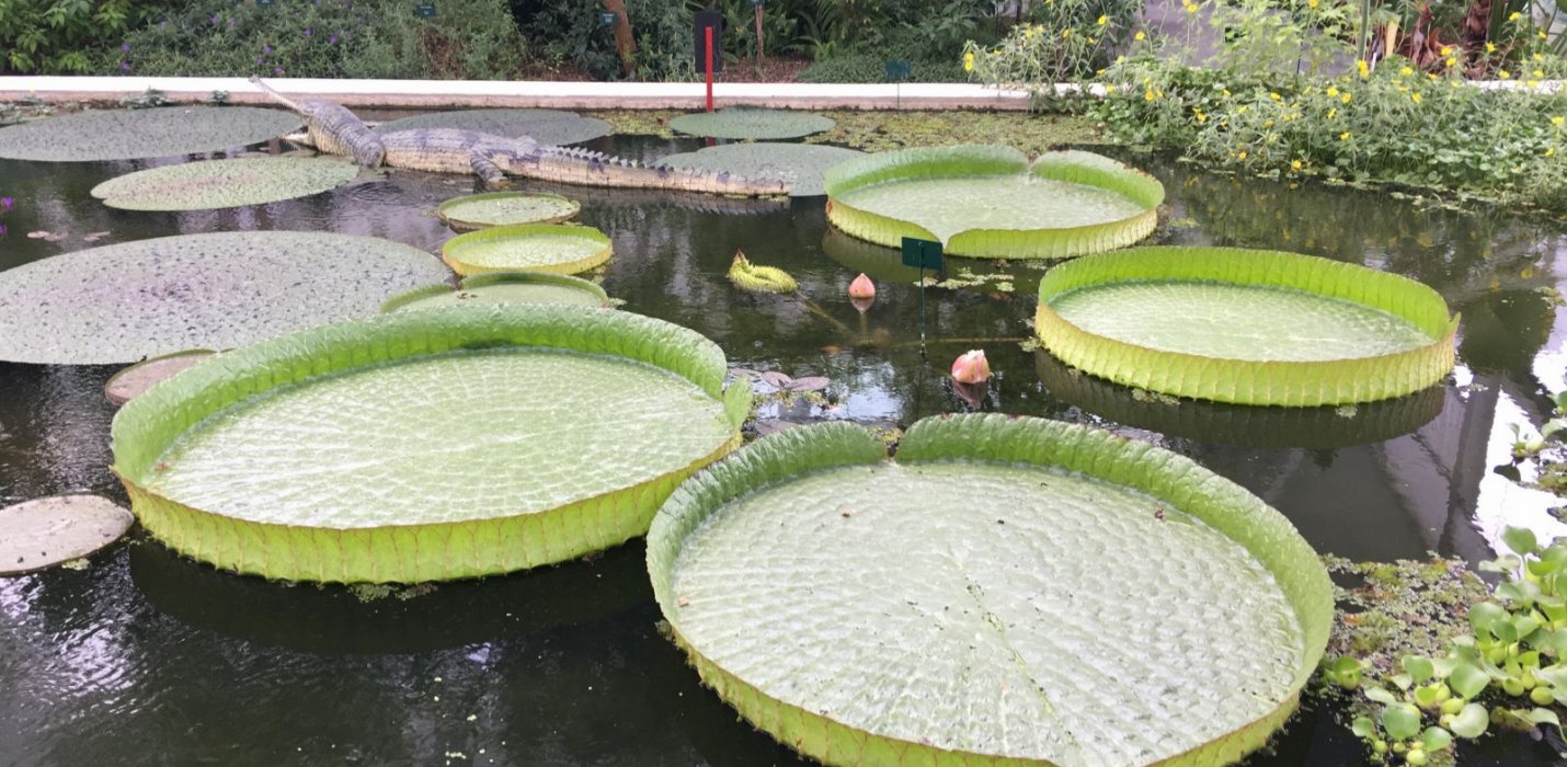 PADOVA - l'ORTO, L'ACQUA E IL SANTO PADOVA - l'ORTO, L'ACQUA E IL SANTO