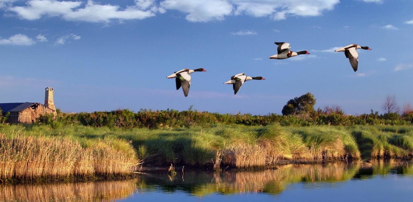 PARCO DEL DELTA DEL PO: L'OASI DI PORTO CALERI E LA GRANDE FOCE PARCO DEL DELTA DEL PO: L'OASI DI PORTO CALERI E LA GRANDE FOCE