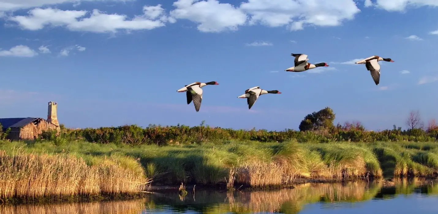 PARCO DEL DELTA DEL PO: L'OASI DI PORTO CALERI E LA GRANDE FOCE