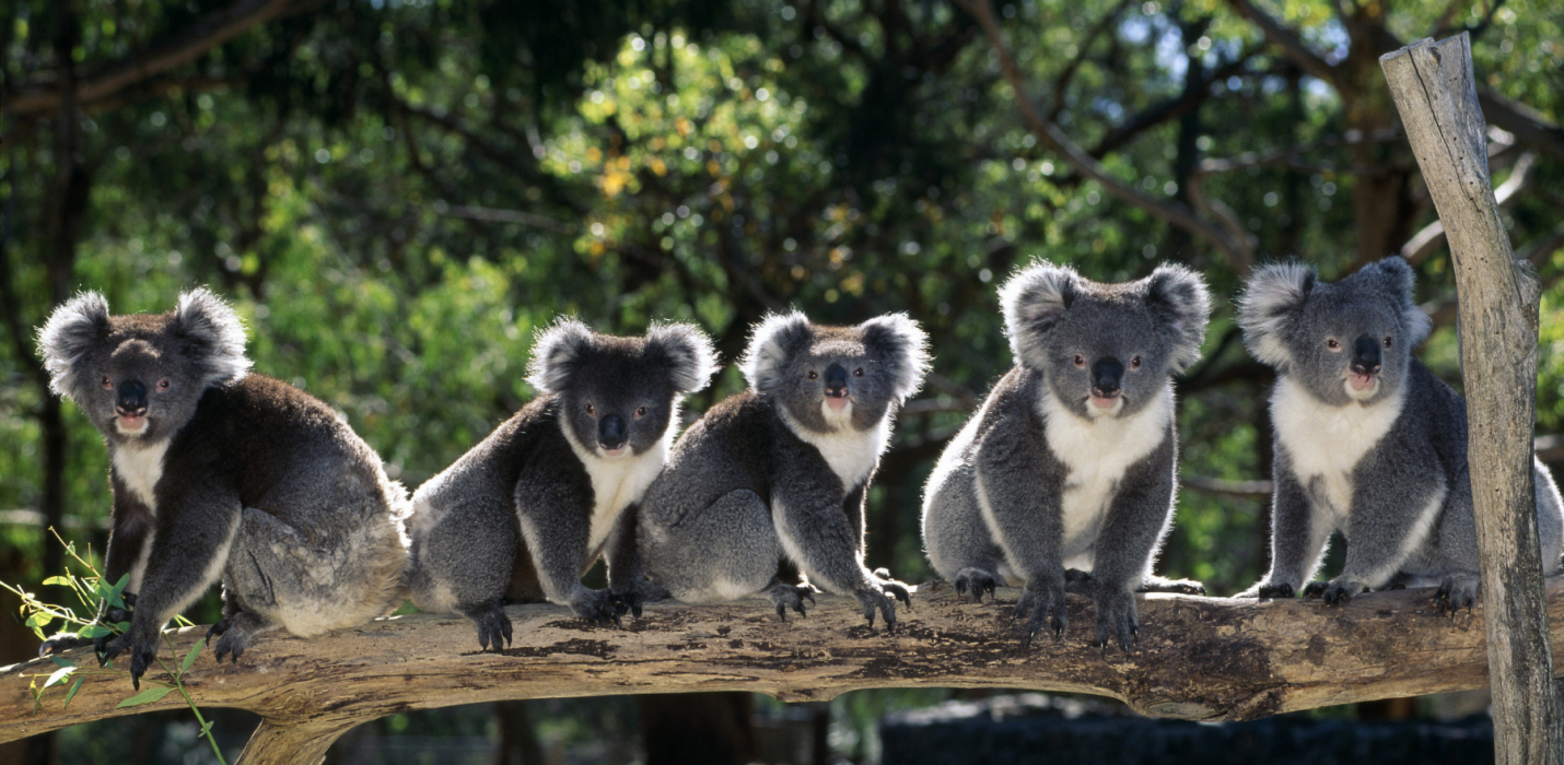 AUSTRALIA: L’ULTIMO PARADISO TERRESTRE AUSTRALIA: L’ULTIMO PARADISO TERRESTRE