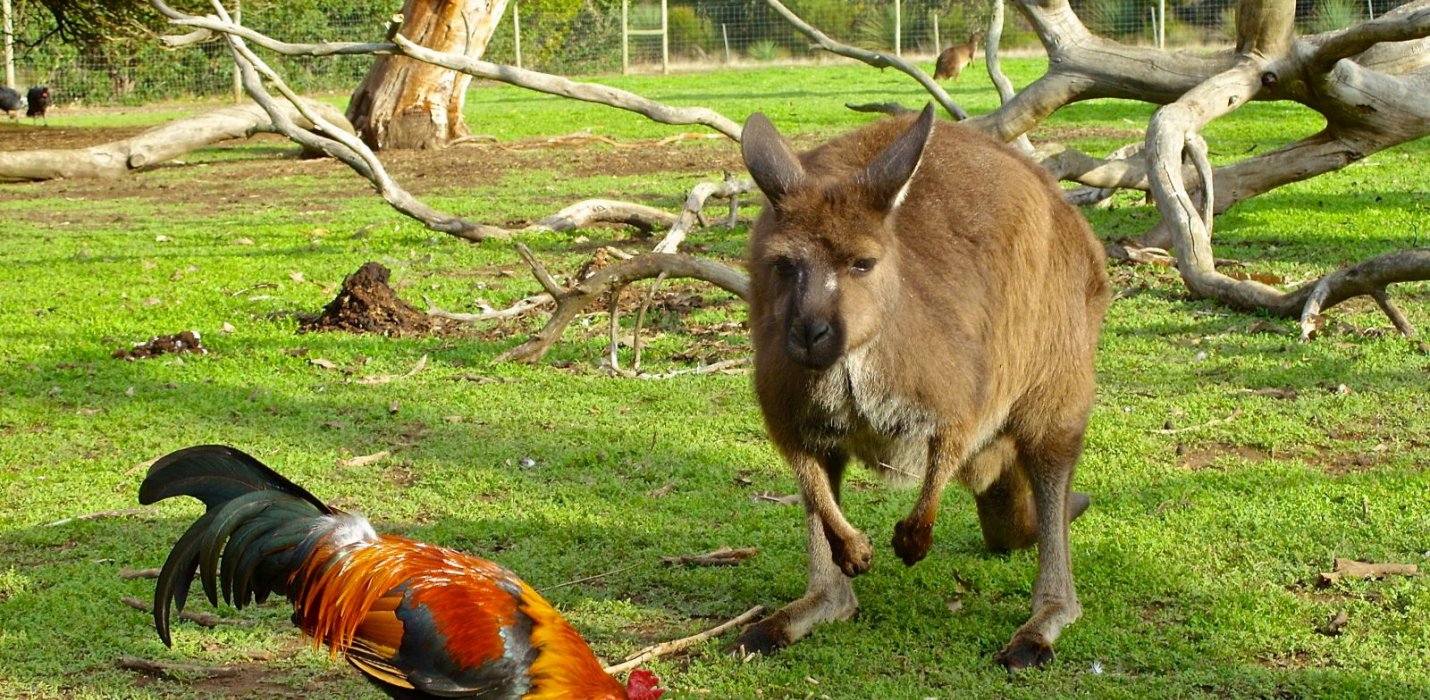 AUSTRALIA: L’ULTIMO PARADISO TERRESTRE AUSTRALIA: L’ULTIMO PARADISO TERRESTRE