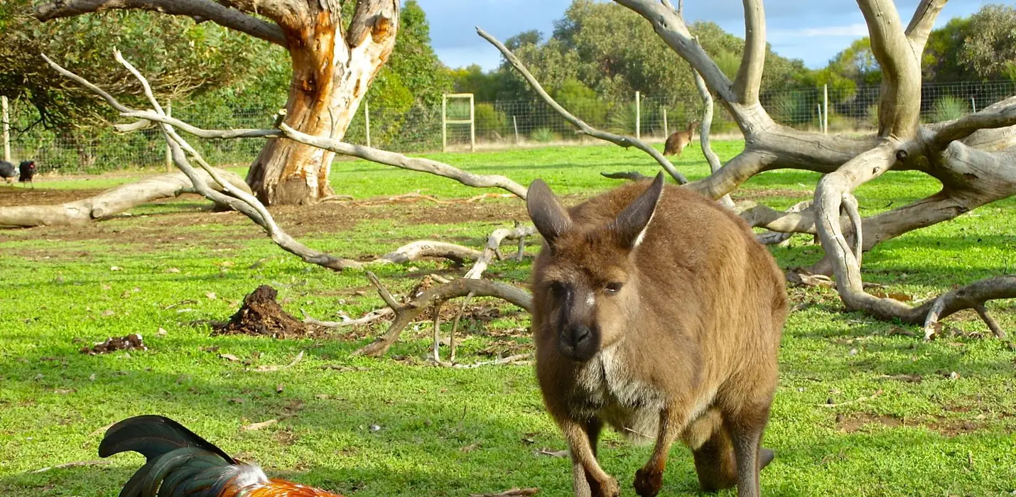 AUSTRALIA: L’ULTIMO PARADISO TERRESTRE
