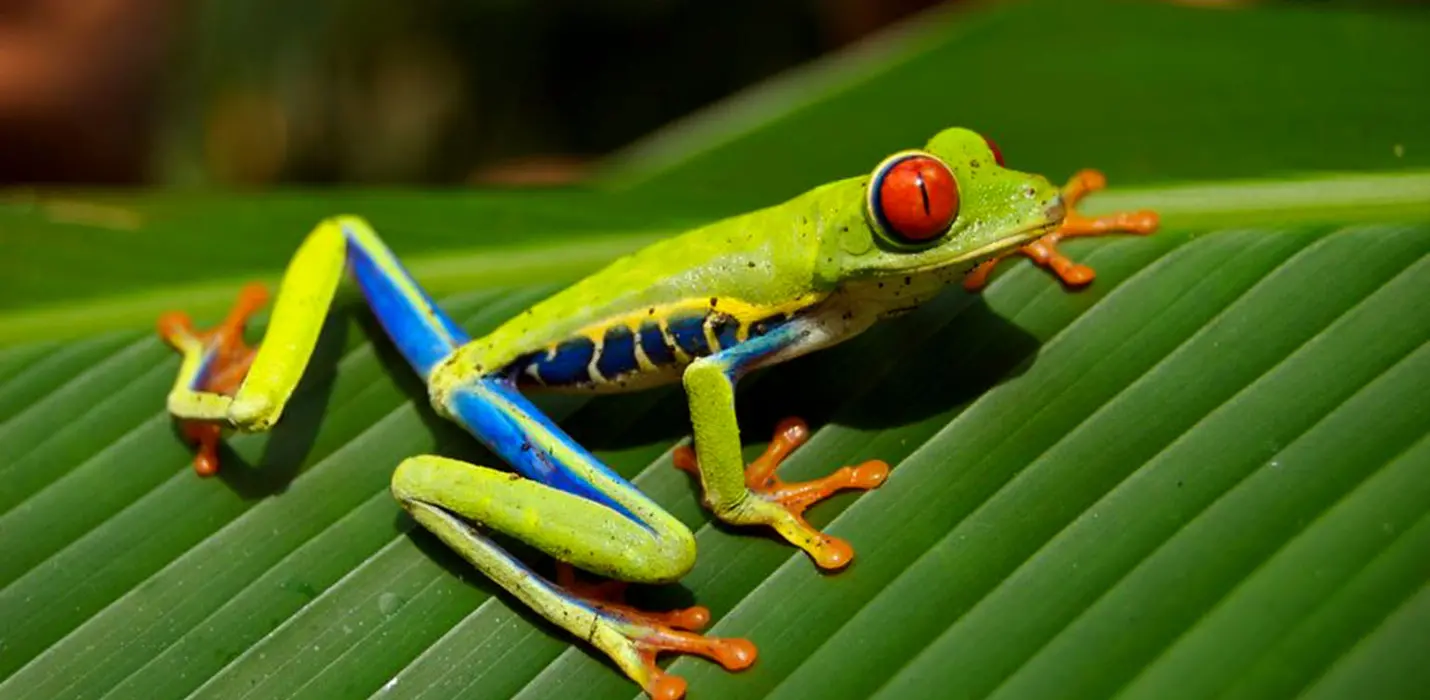 COSTA RICA CLASSICA