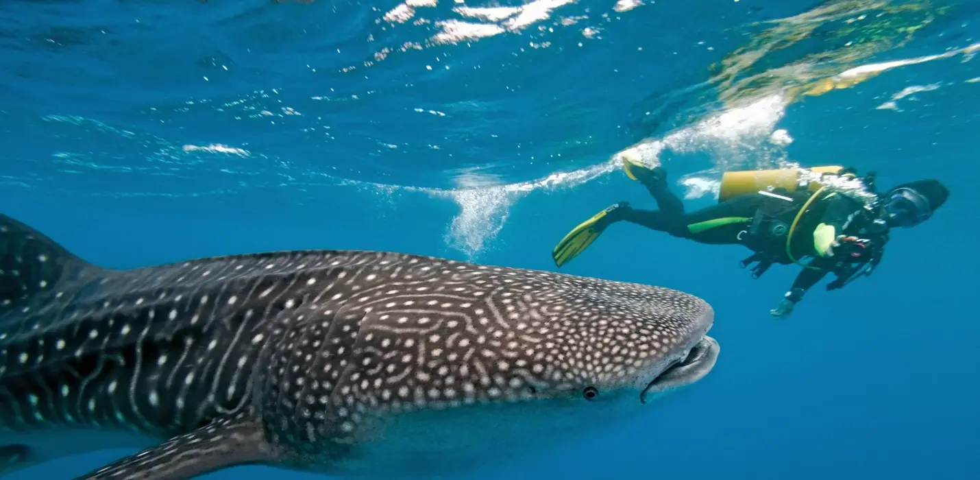 DUBAI & MALDIVE