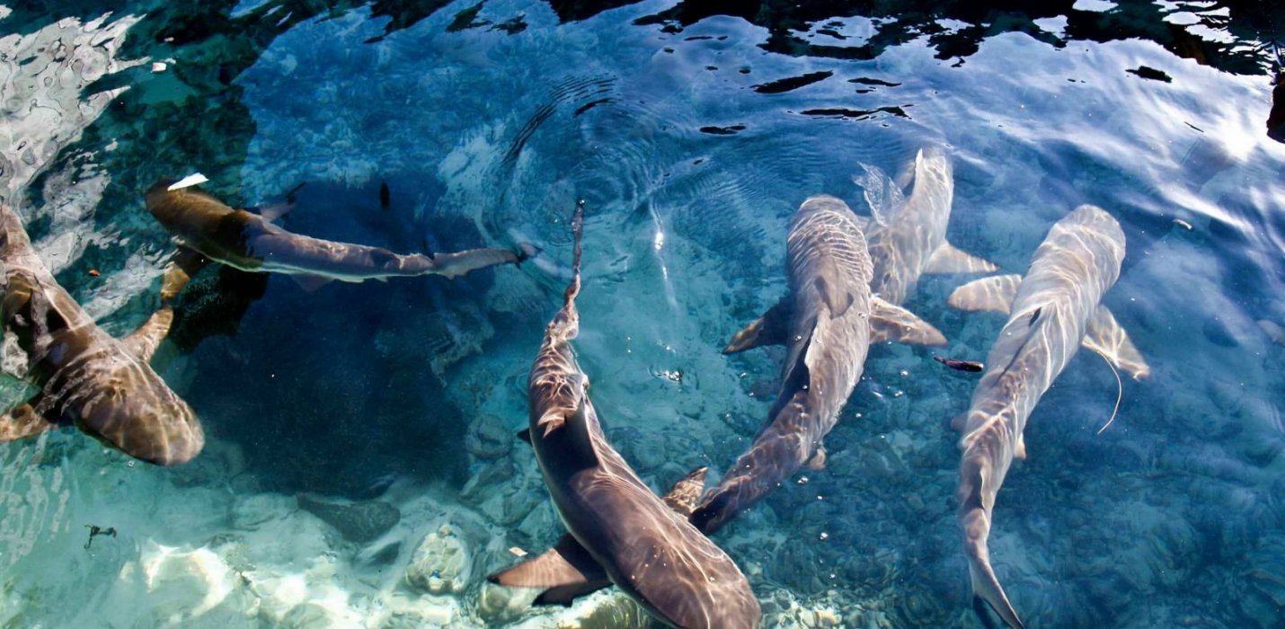 SINGAPORE & INDONESIA