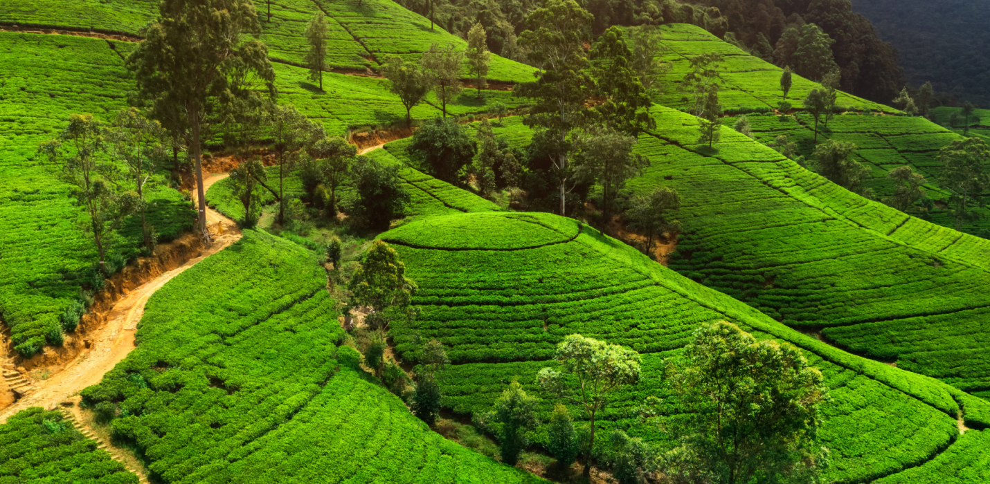 SRI LANKA, L'ISOLA RISPLENDENTE