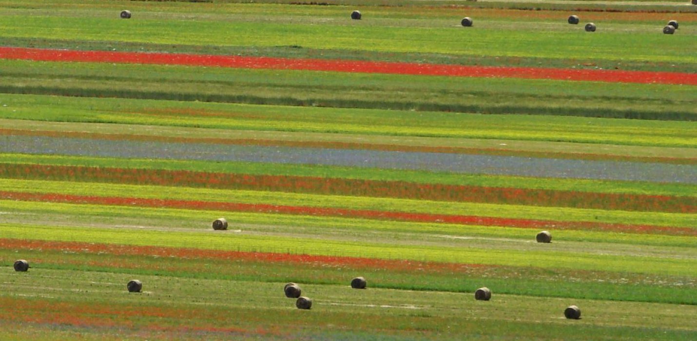 FIORITURA DI CASTELLUCCIO