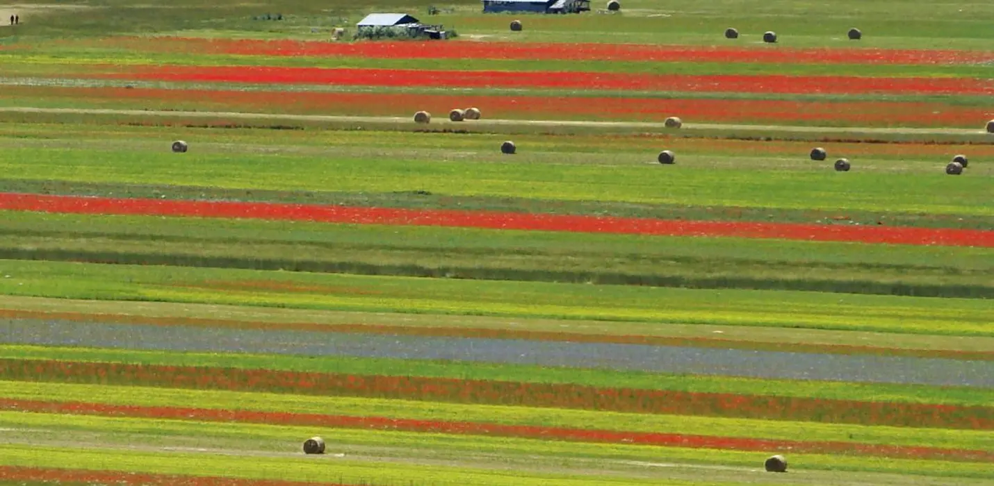FIORITURA DI CASTELLUCCIO