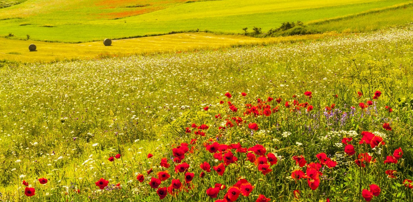 FIORITURA DI CASTELLUCCIO