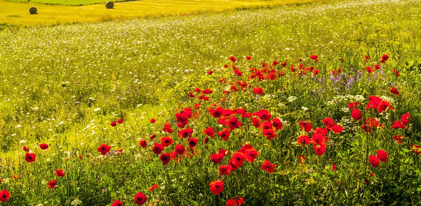 FIORITURA DI CASTELLUCCIO