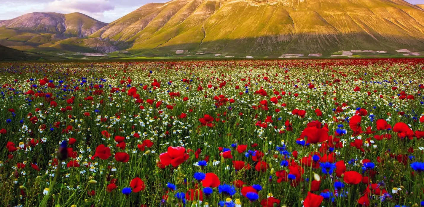 FIORITURA DI CASTELLUCCIO
