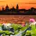I FIORI DI LOTO E IL TRAMONTO SU MANTOVA