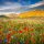 LA FIORITURA DI CASTELLUCCIO E NORCIA